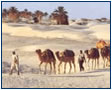 tunisie en chameau